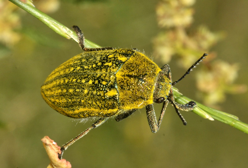 Buprestidae: Julodis cfr. ehrenbergii